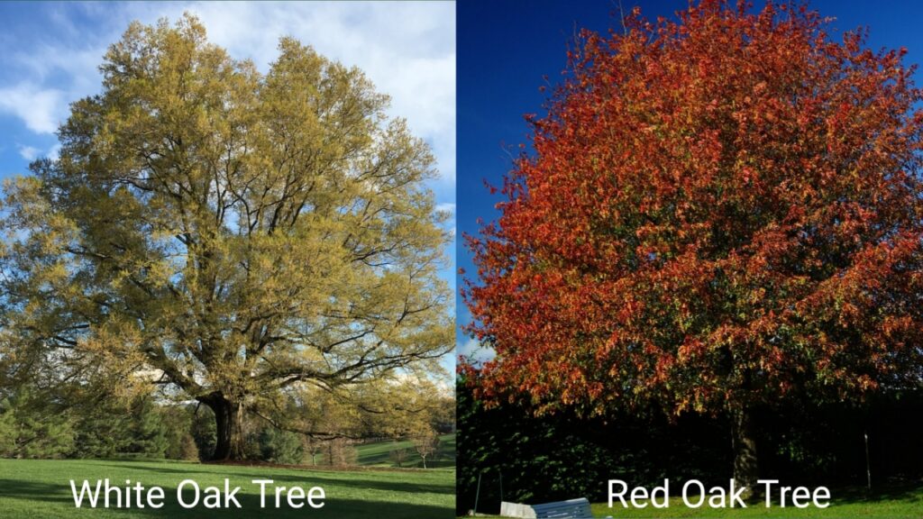 Normal Types of oak trees