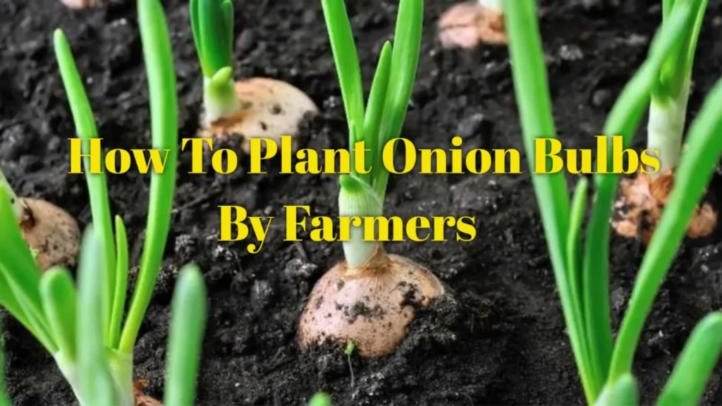 How to Plant Onion Bulbs
