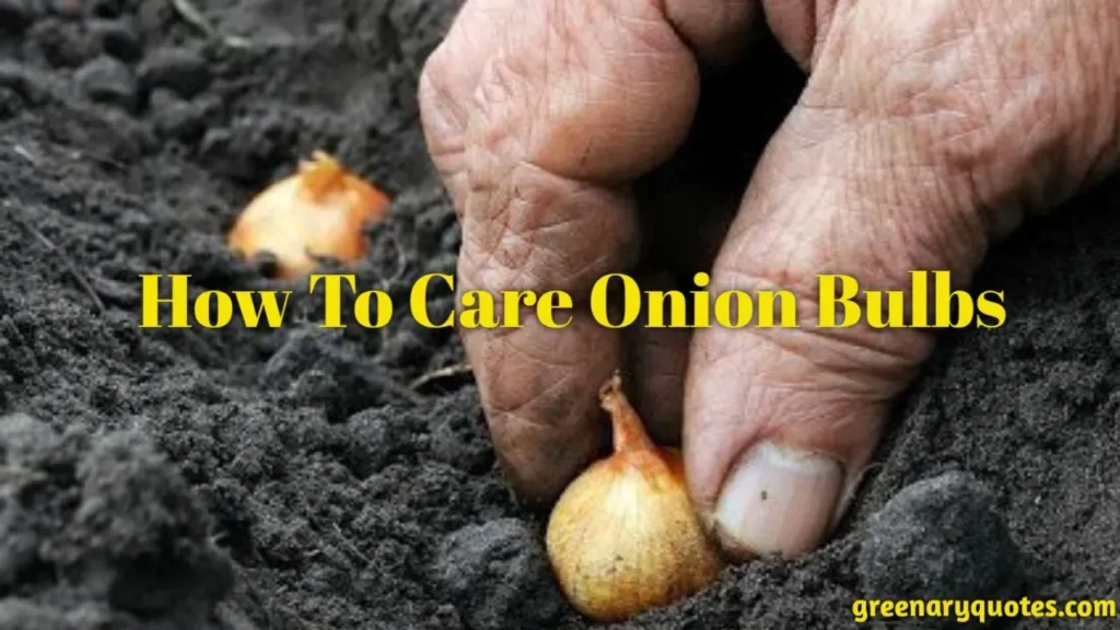 best way to plant onion bulbs
