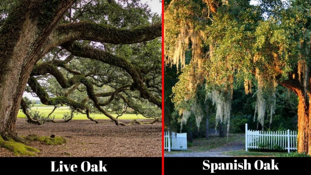 Varieties of oak trees