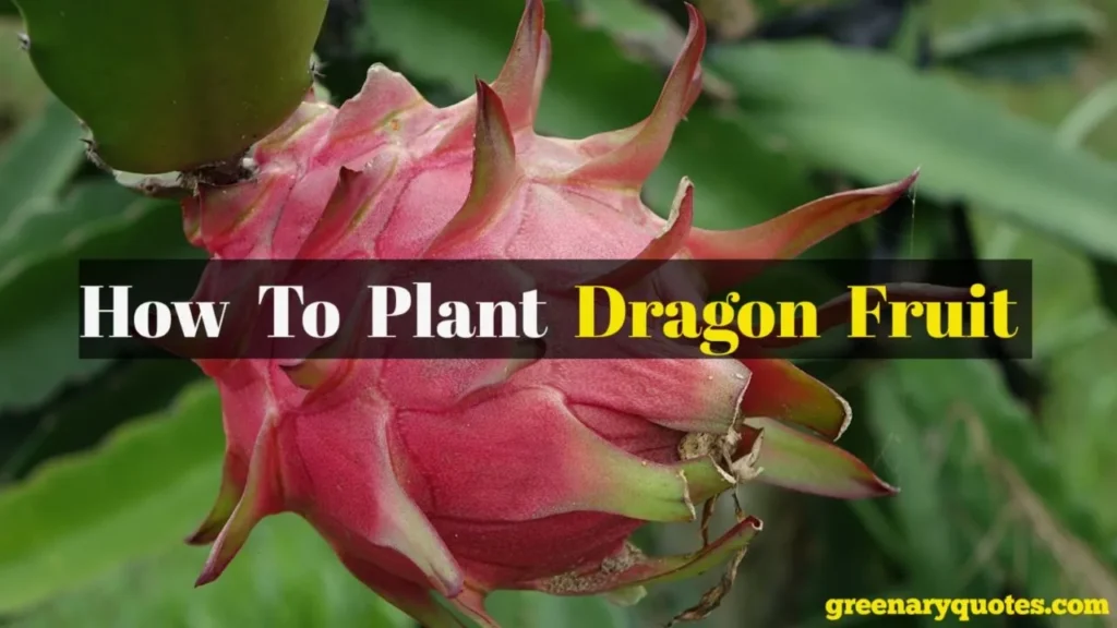 How To Plant Dragon Fruit