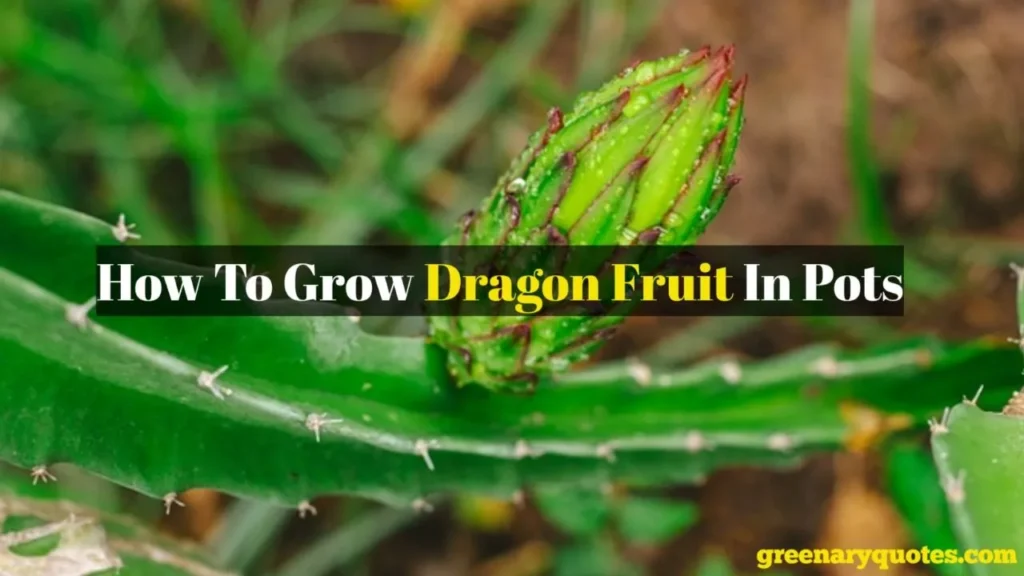 Dragon fruit planting guide
