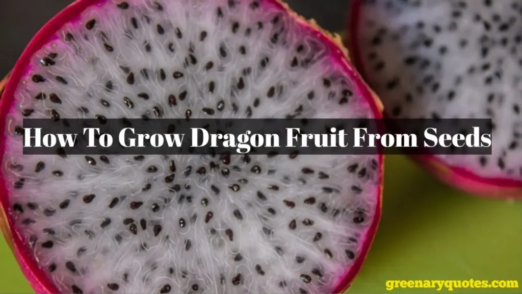 Establishing a dragon fruit plant