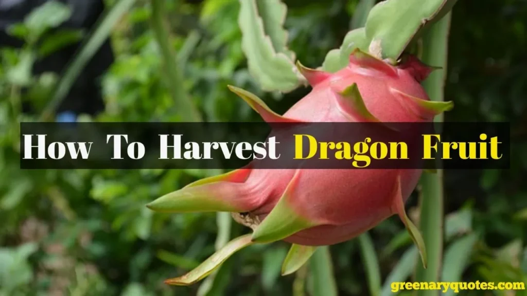 How To Harvest Dragon fruit 