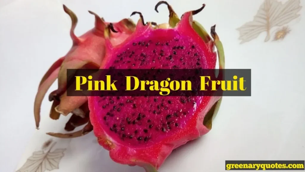 How To Plant Pink Dragon Fruit