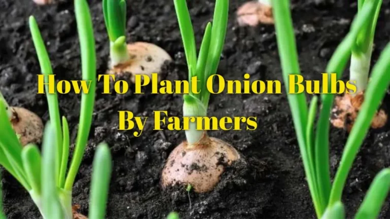 How to Plant Onion Bulbs