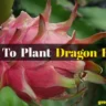 How To Grow Dragon Fruit